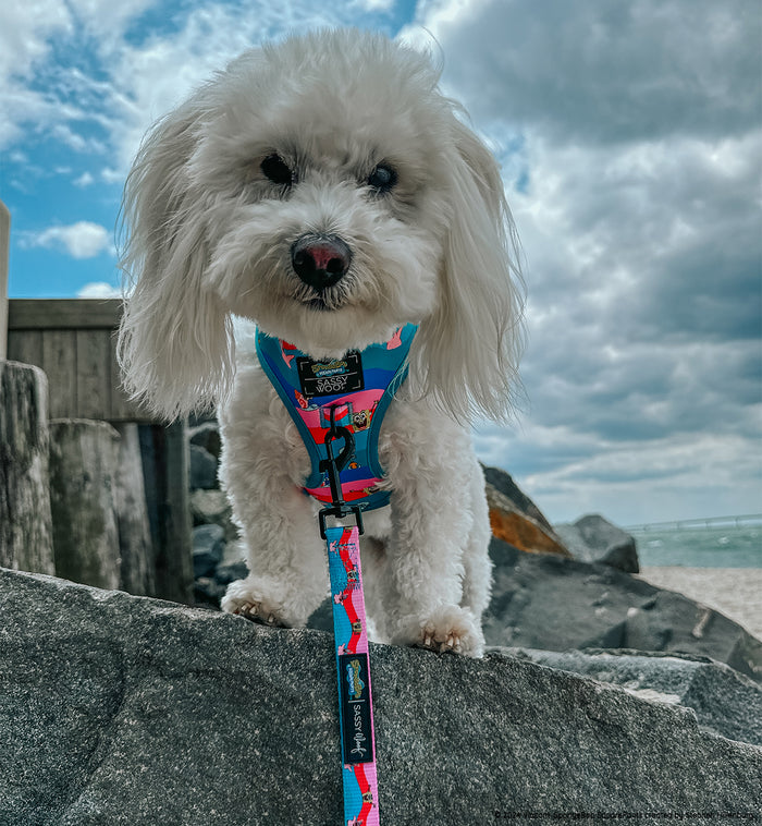INFLUENCER_CONTENT | @BODHI_MOON_THE_COTON