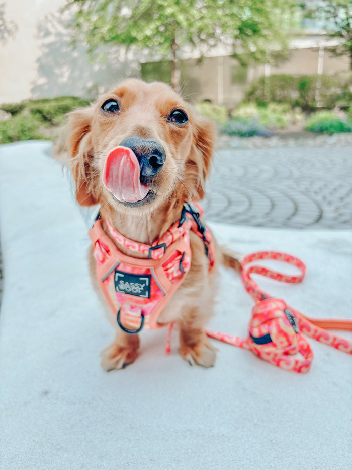 INFLUENCER_CONTENT | @LEOTHEWEENIE