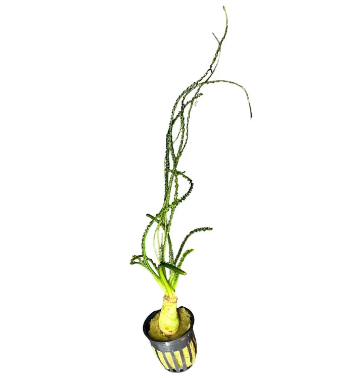 Crinum calamistratum — live aquarium bulb plant in black pot