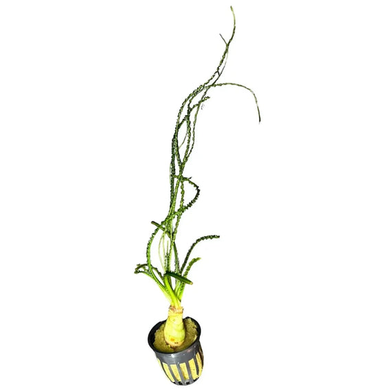 Crinum calamistratum — live aquarium bulb plant in black pot