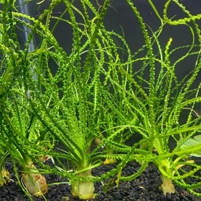 Crinum Calamistratum green aquatic plant with slender leaves and white base for aquariums
