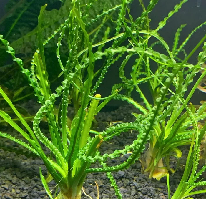 Crinum Calamistratum green aquatic plant with curly leaves and yellow tips