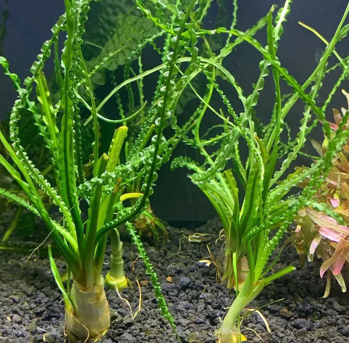 Crinum calamistratum — live aquarium plant with long wavy leaves