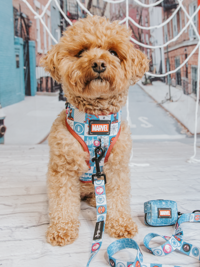 A fluffy, light-brown dog sits indoors sporting the Sassy Woof Dog Leash – Marvel’s Spider-Man, featuring bold web designs for a fun Marvel vibe—ideal for fans of superhero-themed pet accessories.