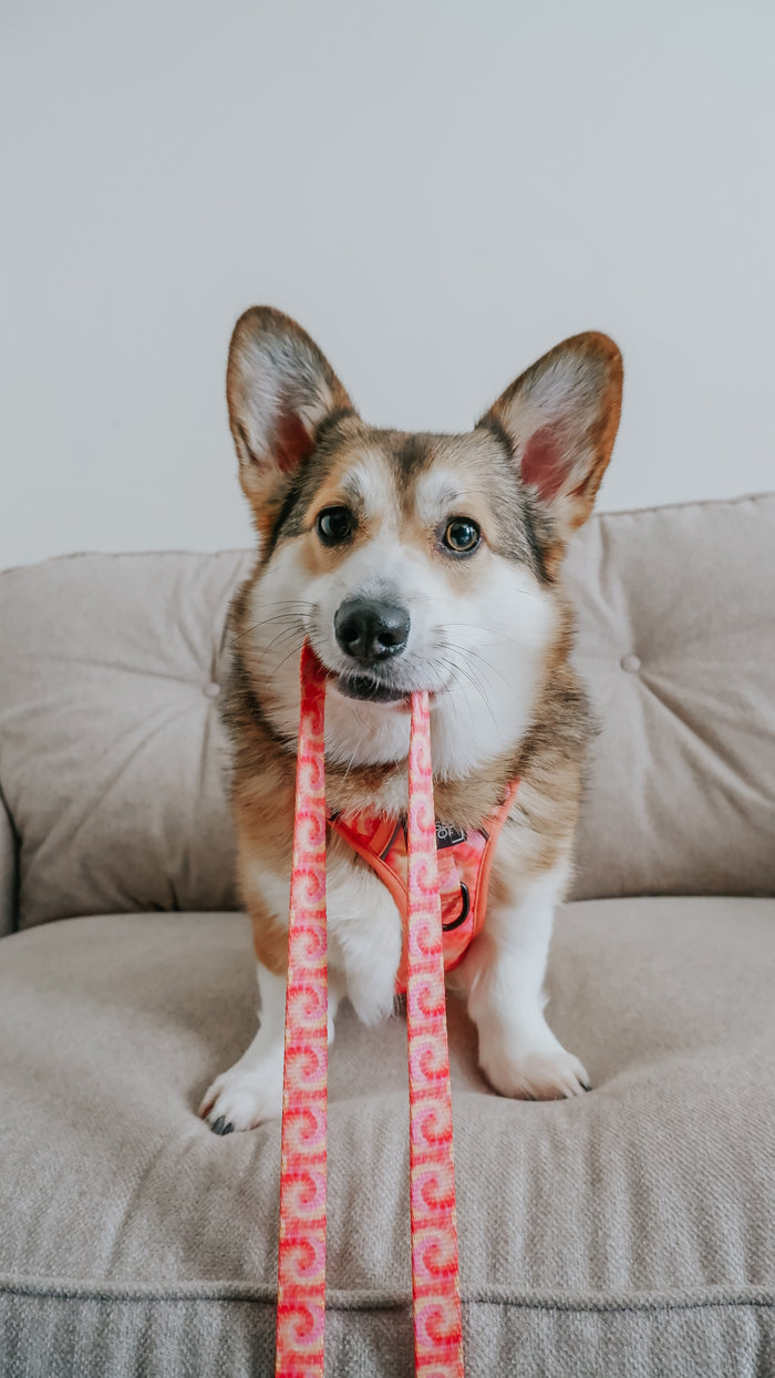 INFLUENCER_CONTENT | @STRAWBERRYWAFFLECORGI