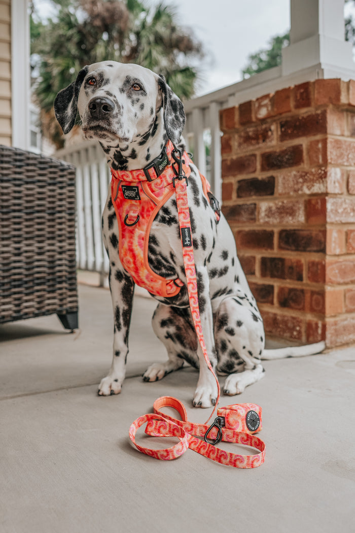 INFLUENCER_CONTENT | @THE.HERO.DOGS