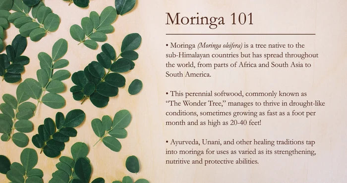 Moringa Tea Traditional Medicinals